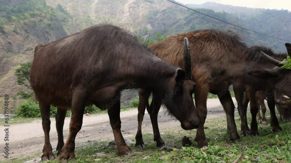 A group of buffalo grazing on grass in a small village in Nepal, Himalayas. A group of buffalo grazing on grass in a small village in Nepal, Himalayas.