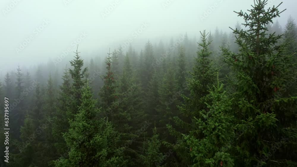 Drone shot dolly in passing through pine trees in a foggy forest in Unset Norway. Drone shot dolly in passing through pine trees in a foggy forest in Unset Norway.