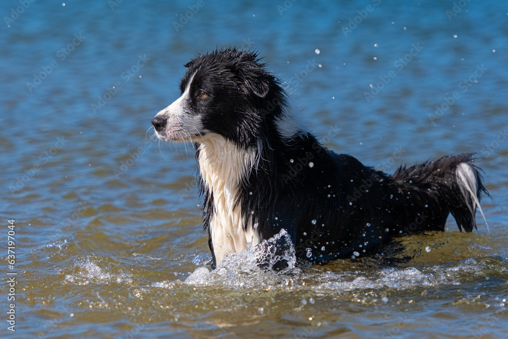 Border Collie puppy playing in the water Border Collie puppy playing in the water