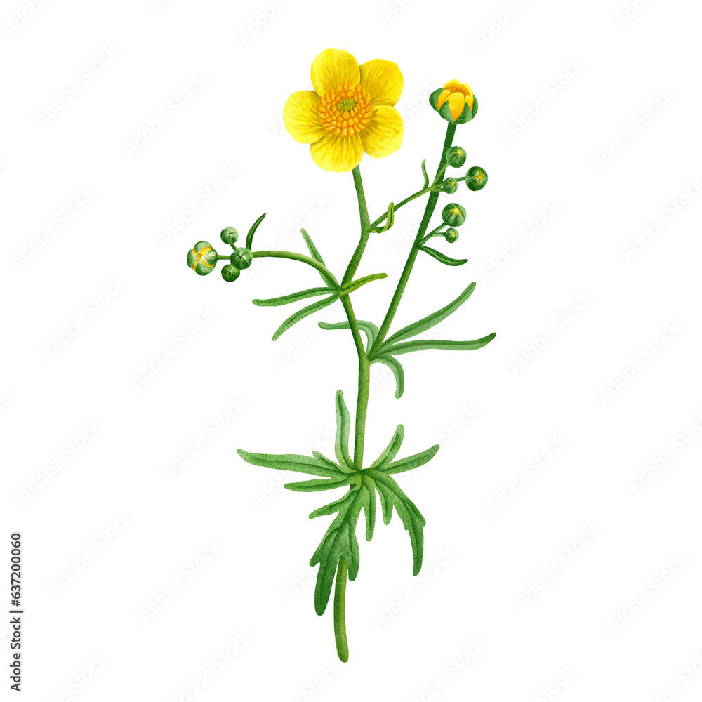 watercolor drawing plant of meadow buttercup with leaves and flower, poisonous herb, Ranunculus acris isolated at white background, natural element, hand drawn botanical illustration watercolor drawing plant of meadow buttercup with leaves and flower, poisonous herb, Ranunculus acris isolated at white background, natural element, hand drawn botanical illustration