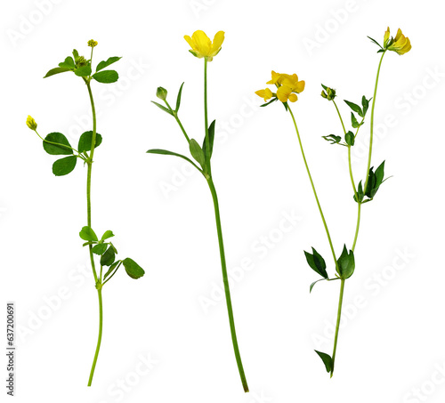 Set of wild flowers and grass isolated on white or transparent background