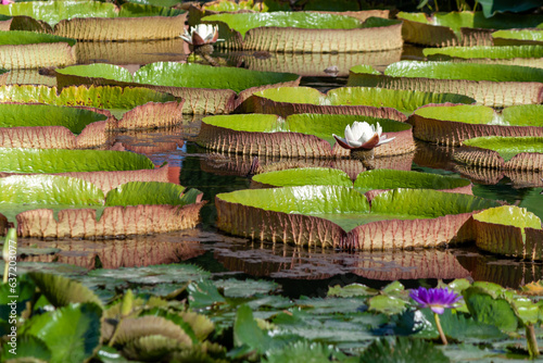 White Water Lilly among Victoria Regia water lilies