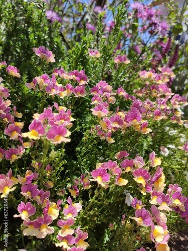 Pink flower garden scrophularia photo