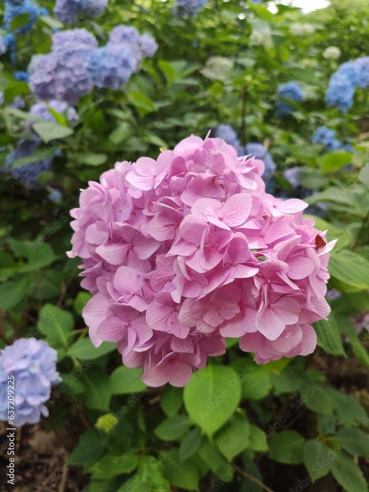 Pink Hydrangea flower garden Pink Hydrangea flower garden