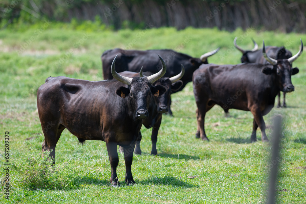 Young Camargue bull in the south of France, Bulls raised in the ponds of the Camargue for the Camargue races, High quality photo Young Camargue bull in the south of France, Bulls raised in the ponds of the Camargue for the Camargue races, High quality photo