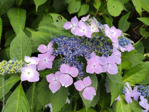 Pink blue Hydrangea flower garden photo