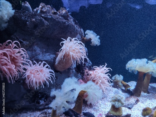 corals at the aquarium