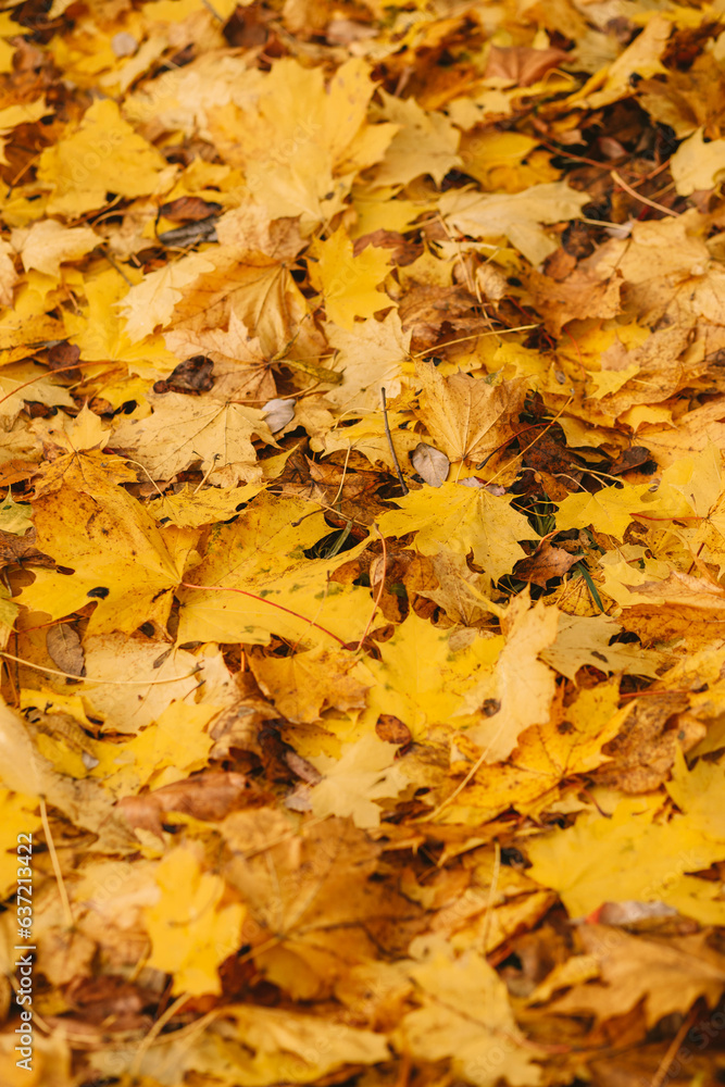 Yellow and Orange Autumn Leaves Background. Autumn background