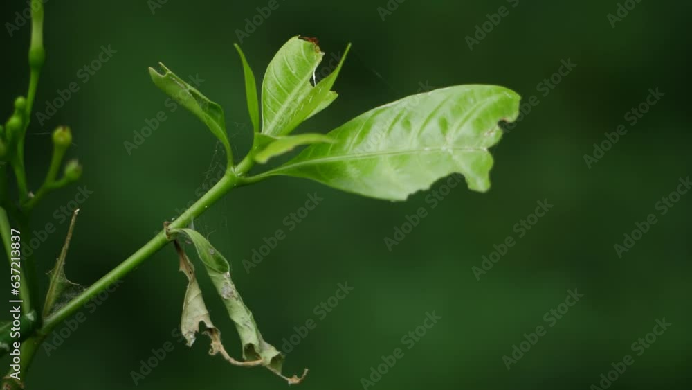 A leaf with a spider web, another leaf with a bug A leaf with a spider web, another leaf with a bug