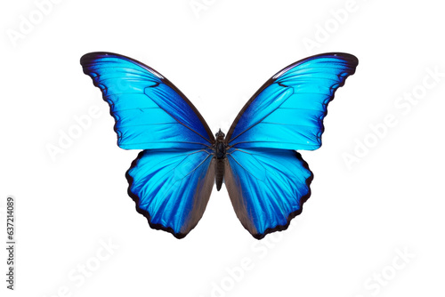 butterfly isolated on transparent background. png file © Denis