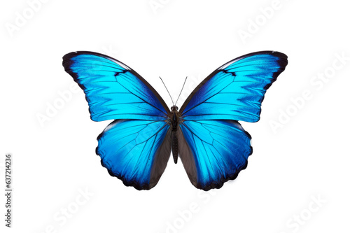 butterfly isolated on white or transparent background © Denis