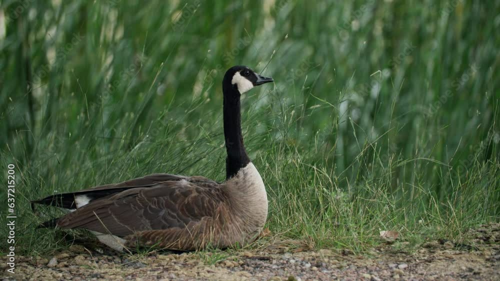 Wide shot of branta genus watching his surroundings and itching his body Wide shot of branta genus watching his surroundings and itching his body