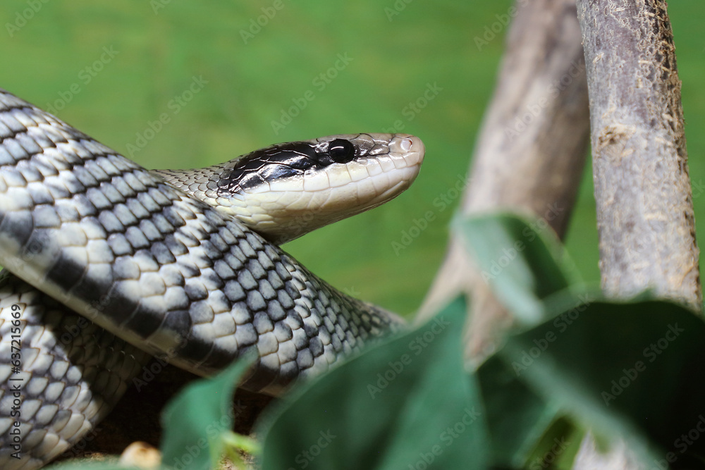 Obraz premium Schönnatter / Beauty rat snake / Orthriophis taeniurus callicyanous or Elaphe taeniura callicyanous
