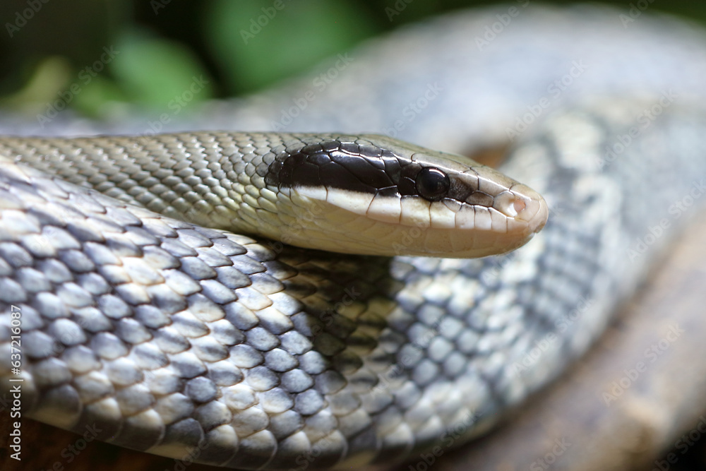 Fototapeta premium Schönnatter / Beauty rat snake / Orthriophis taeniurus callicyanous or Elaphe taeniura callicyanous