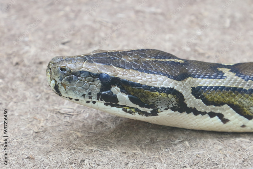 Dunkler Tigerpython / Burmese python / Python molurus bivittatus Dunkler Tigerpython / Burmese python / Python molurus bivittatus