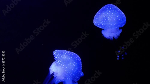 Australian Spotted Jellyfish