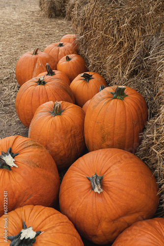Lots of colourful orange pumpkins. Autumn fall seasonal pattern composition © Floral Deco