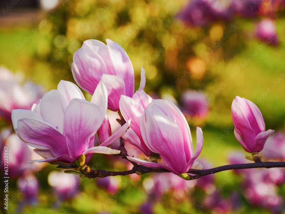 magnolia twig in full blossom. sunny weather in springtime