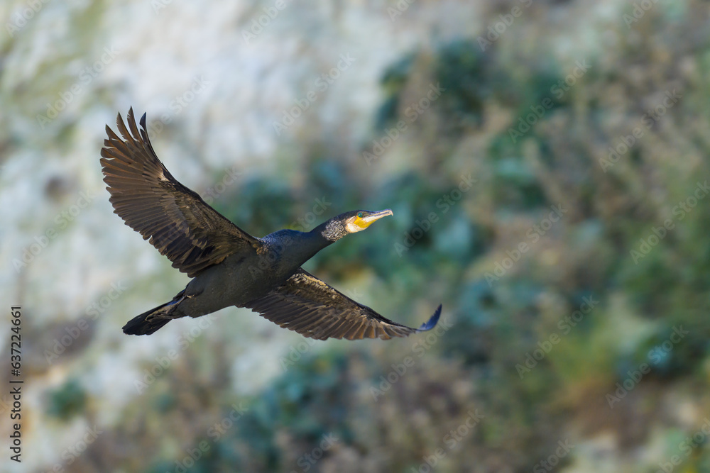 Fototapeta premium A Great Cormorant flying in front of the cliffs