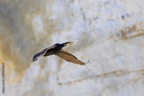A Great Cormorant flying in front of the cliffs