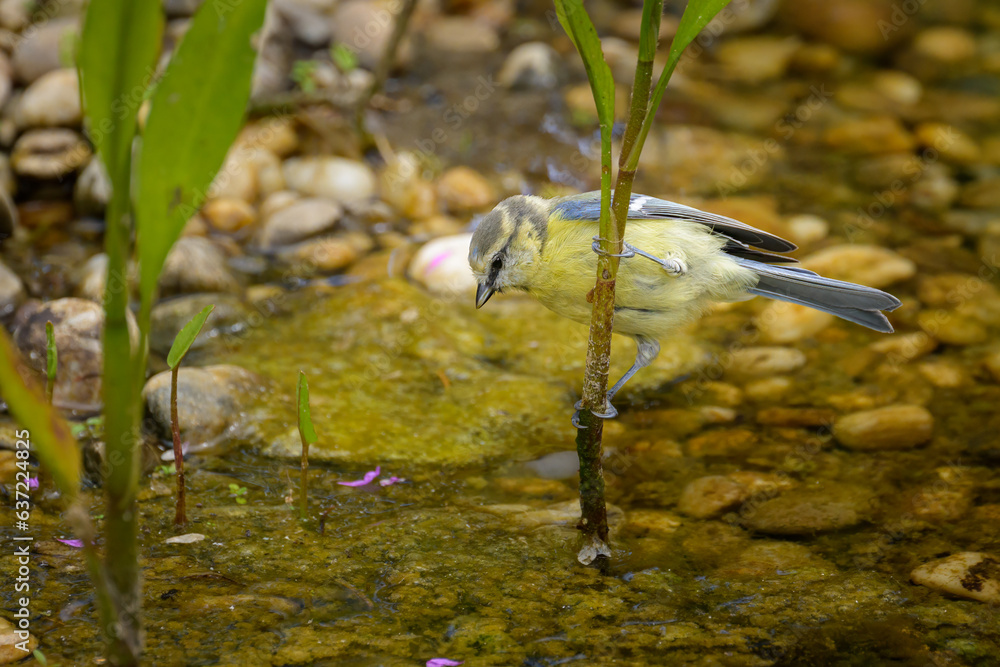 Naklejka premium A juvenile Blue Tit sitting on a plant in the water