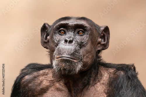 one adult chimpanzee (Pan paniscus) looks at the camera in astonishment