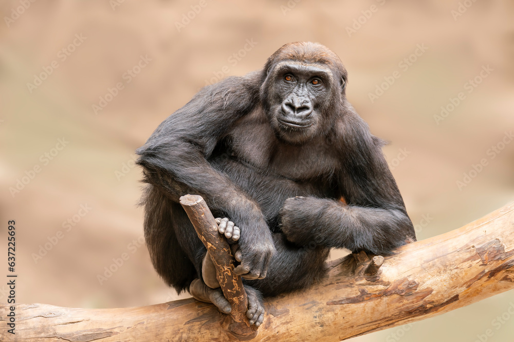 one female gorilla sits on a tree trunk and observes the surroundings