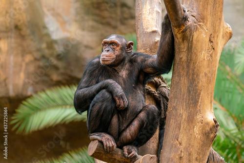 one Adult chimpanzee (Pan paniscus) sits relaxed in a tree photo