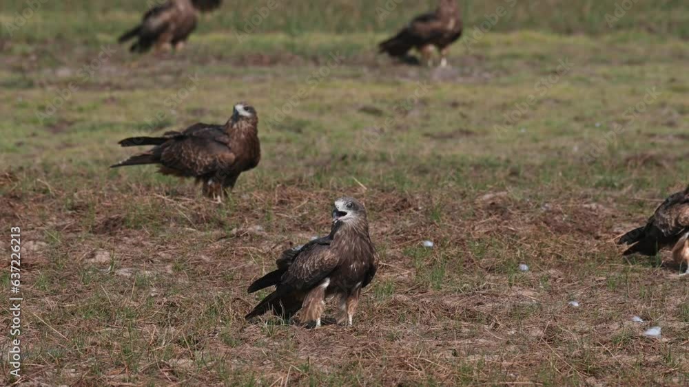 Flying in form the left side of the frame and landing on the field, these Black-eared kite milvus lineatus gathered in this spot to rest while waiting for the sun to set. Flying in form the left side of the frame and landing on the field, these Black-eared kite milvus lineatus gathered in this spot to rest while waiting for the sun to set.