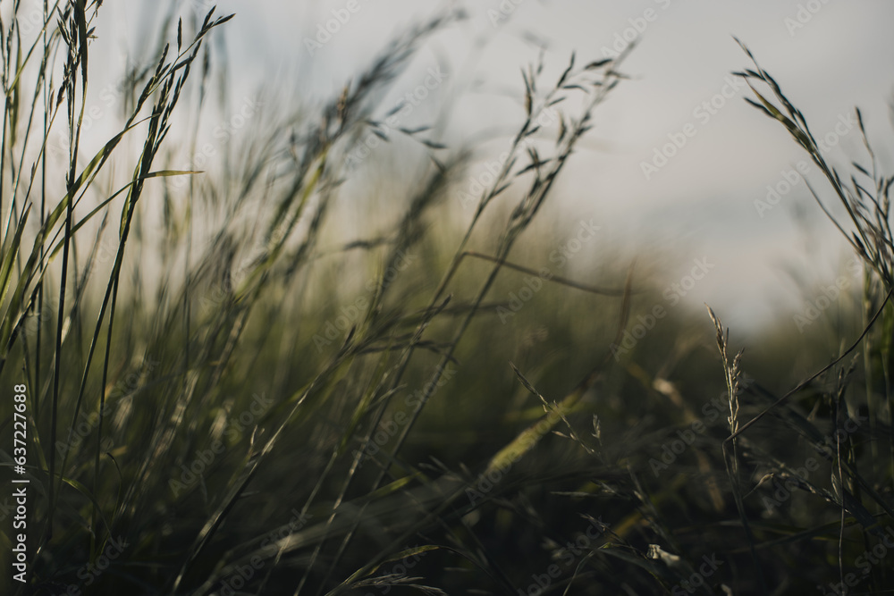 Natural landscape of green grass blades close up in the countryside. Beautiful natural countryside landscape with strong blurry background