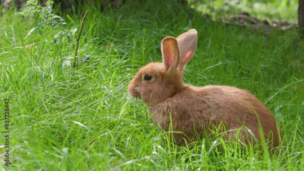 Cute little rabbit on the green grass. Domestic decorative rabbit outdoors nibbling grass. Side view. Communication with nature and caring for animals. Cute little rabbit on the green grass. Domestic decorative rabbit outdoors nibbling grass. Side view. Communication with nature and caring for animals.