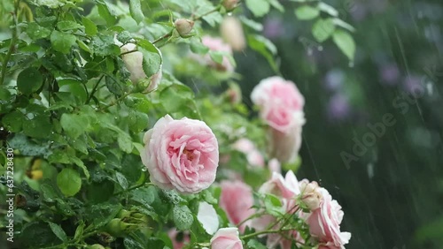 Slow motion video of pink roses in a heavy rainshower during a thunderstorm in the english cottage garden with big raindrops fralling from the sky.