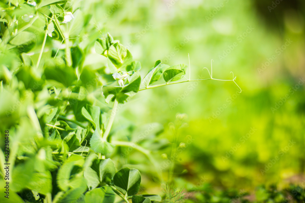 Stem and leaves of pea close-up in the farm. Green fresh natural food crops. Gardening concept. Agricultural plants growing in garden beds Stem and leaves of pea close-up in the farm. Green fresh natural food crops. Gardening concept. Agricultural plants growing in garden beds