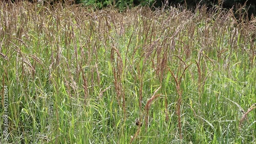 Slow motion video of  a summer meadow with Echium vulgare, Vipers Bugloss in southern Germany, Bavaria, Augsburg in bright sunshine with lots f insect activity. photo