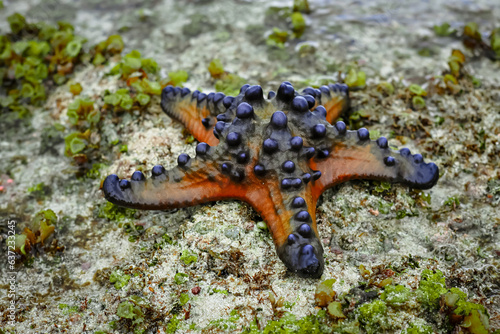 Starfish on coral reef
