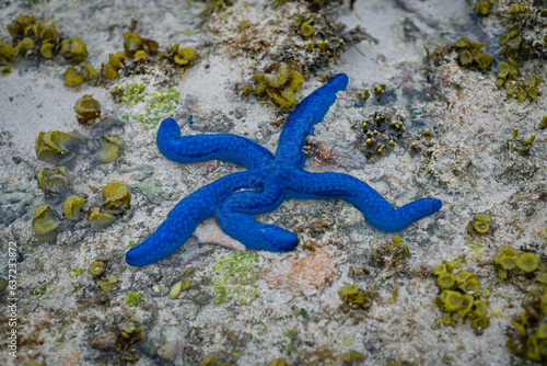 Fototapeta Naklejka Na Ścianę i Meble -  Blue starfish over coral reef
