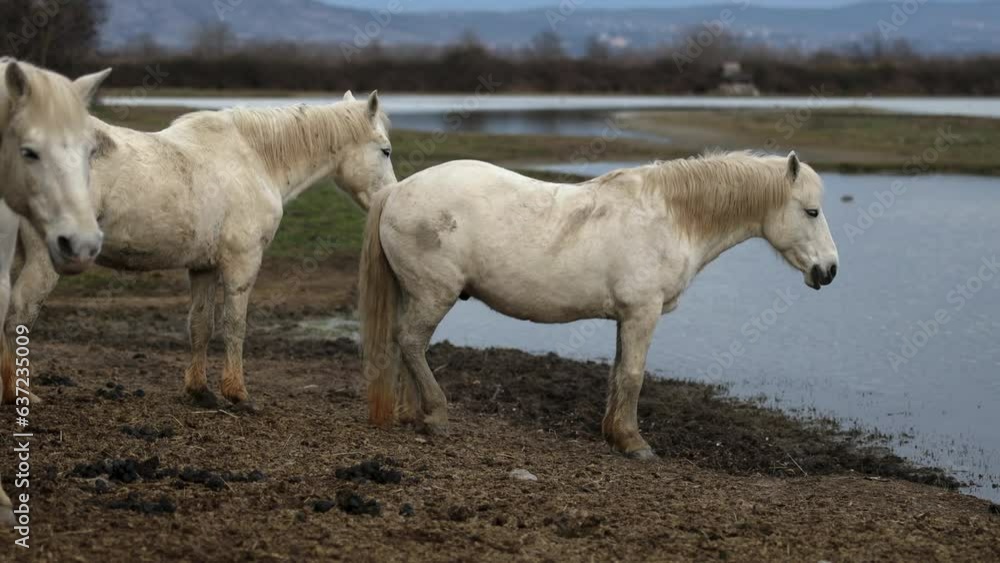 White wild camrgue horses at the protected area of delta of river Isonzo White wild camrgue horses at the protected area of delta of river Isonzo