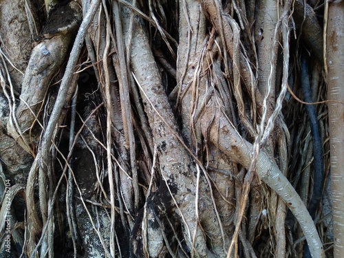 Banyan tree root close up view. 