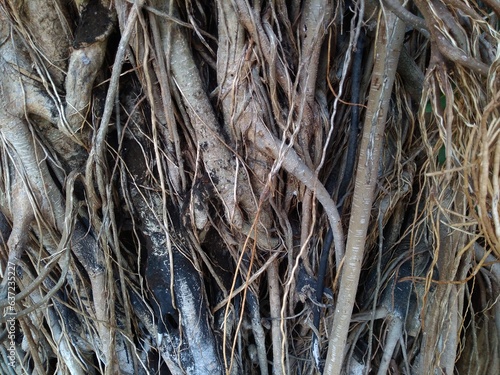 Banyan tree root. Ficus macrophylla close up.