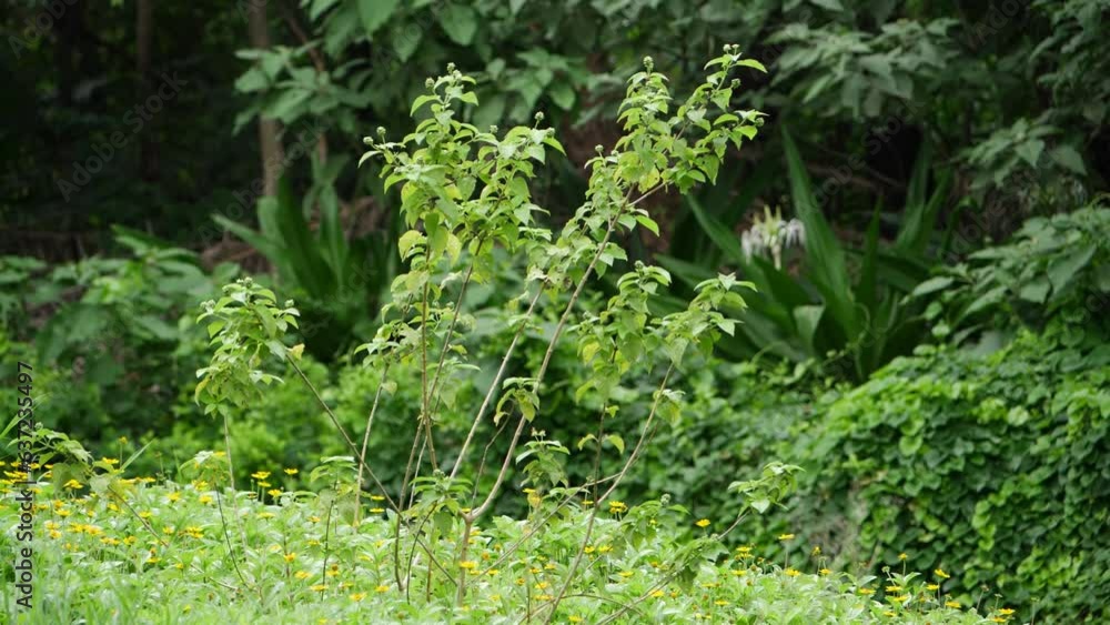 A small tree with green leaves and yellow flowers, also with small yellow flowers A small tree with green leaves and yellow flowers, also with small yellow flowers