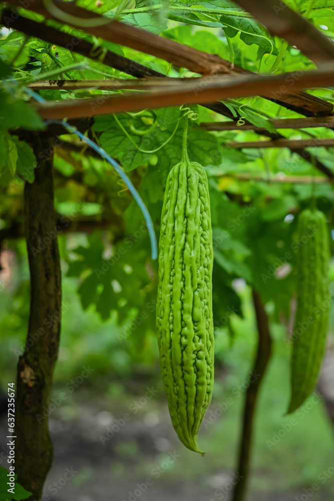 Bitter melon vegetables in the garden Bitter melon vegetables in the garden