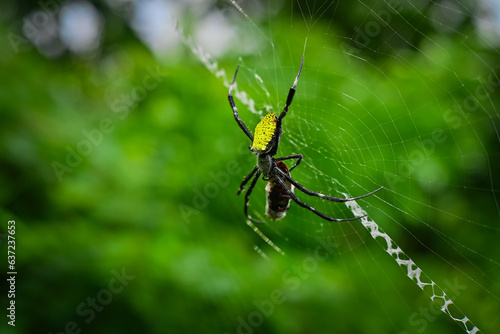 Spider among green leaves