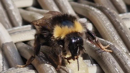 Adorable close-up of bee licking honey with proboscis and long tongue photo
