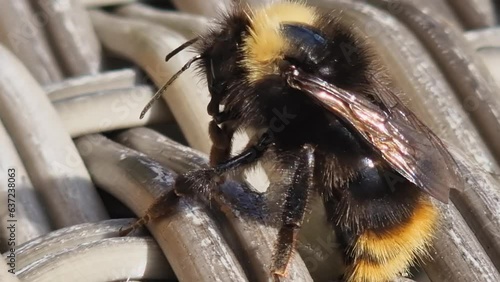 Full frame macro: Honey bee becomes covered in sweet, sticky honey photo