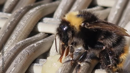 Close up Macro: Fuzzy bee uses long proboscis to lick sweet honey photo