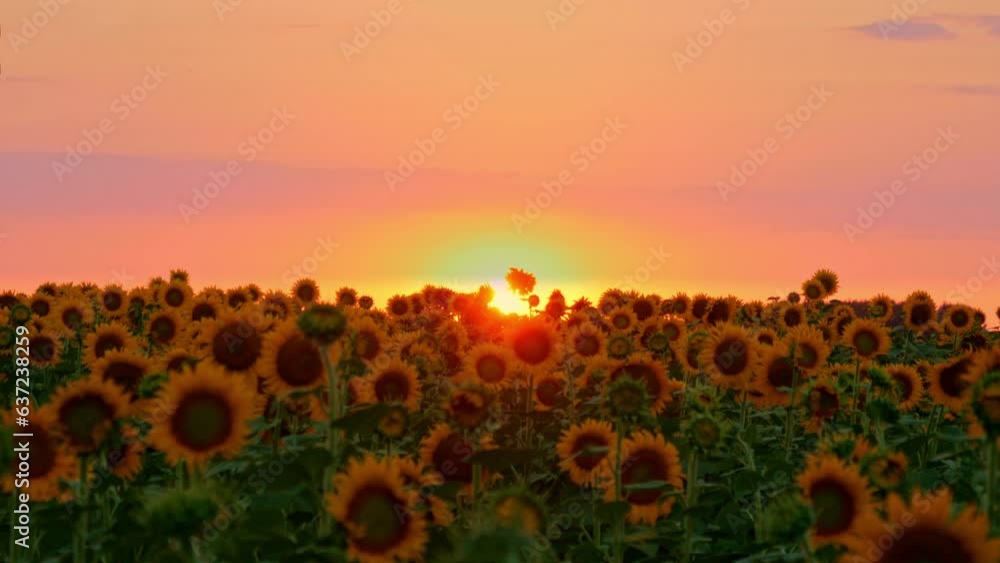 sunflower sunflower