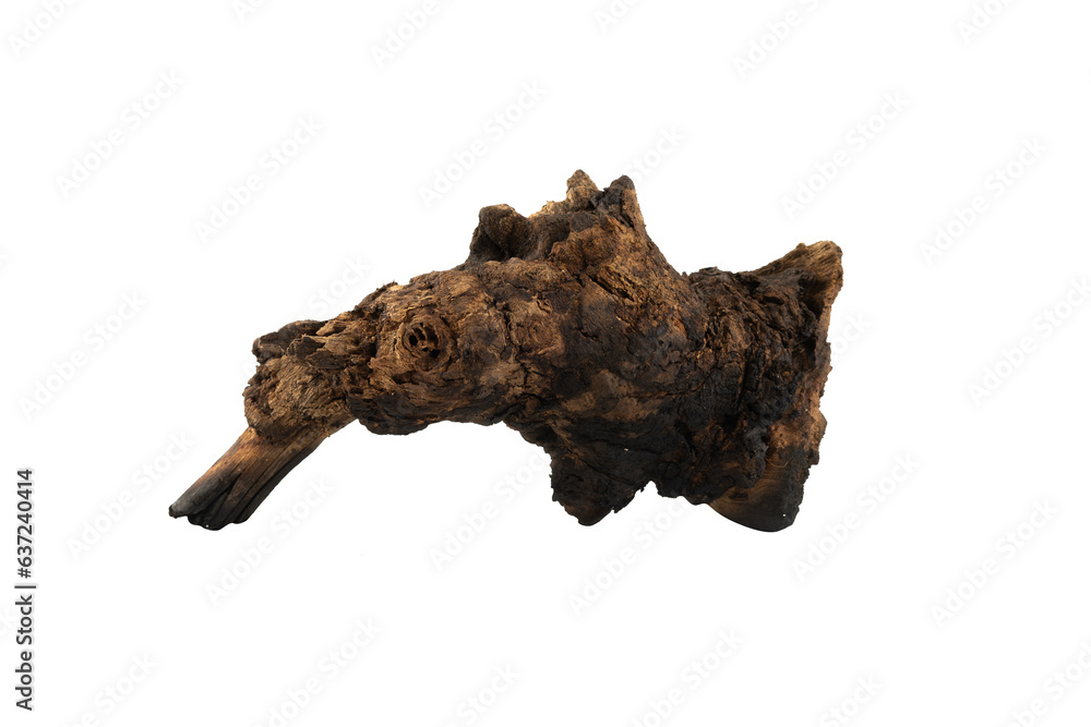 Aged wood branch isolated element Aged wood branch isolated element