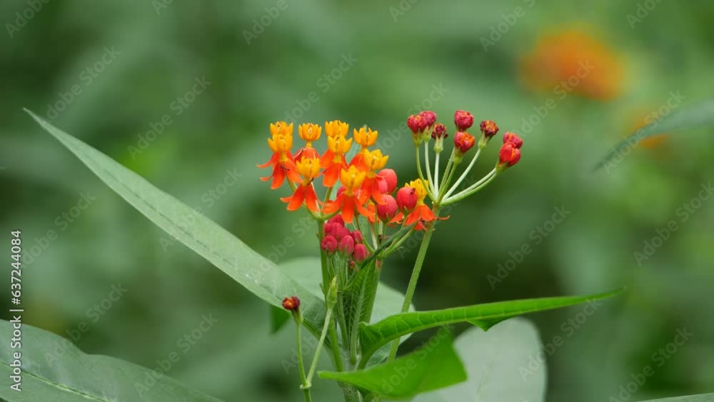 A bunch of orange and yellow flowers on green background, and another bunch of orange and red flowers A bunch of orange and yellow flowers on green background, and another bunch of orange and red flowers