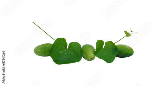 Green Pointed gourd or parwal in a bowl isolated on white background. photo