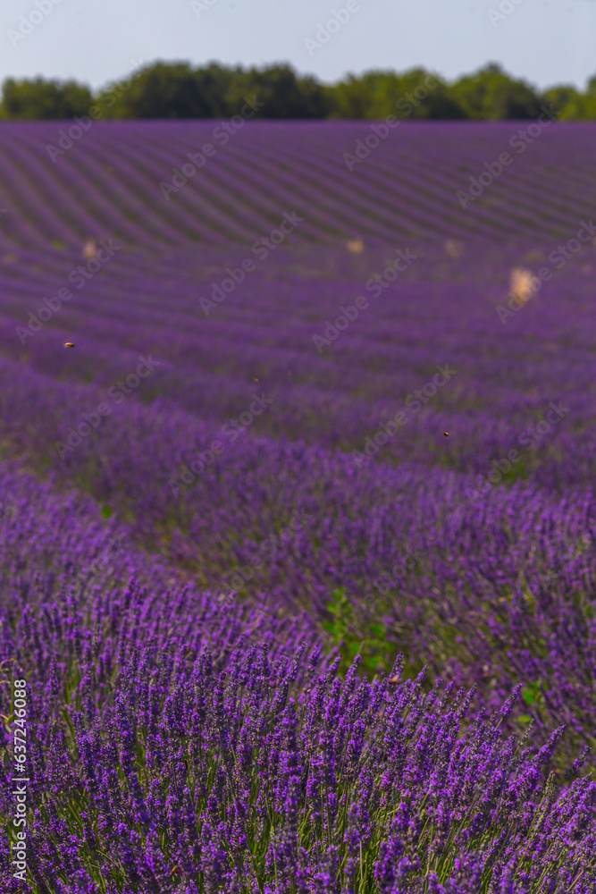 Fototapeta premium lavender field in region